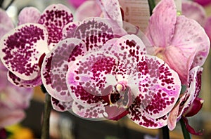 Phalaenopsis `Chian Xen Diamond`, hybrid cultivar