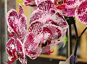 Phalaenopsis `Chian Xen Diamond`, hybrid cultivar