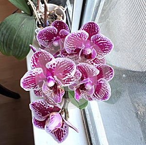 Phalaenopsis `Chian Xen Diamond`, hybrid cultivar