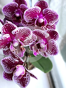 Phalaenopsis `Chian Xen Diamond`, hybrid cultivar