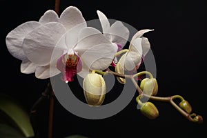 Phalaenopsis, commonly known as moth orchids, is a genus of about seventy species of plants.