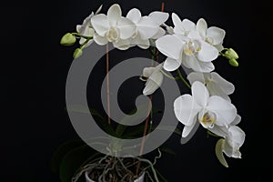 Phalaenopsis, commonly known as moth orchids, is a genus of about seventy species of plants.