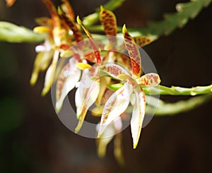 Phalaenopsis cornucervi Orchid