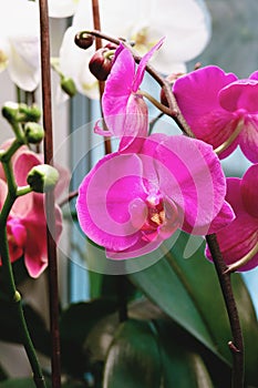 Phalaenopsis Emperor Jewel, Moth Orchids blooming indoors under lamp in winter