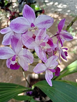 Phalaenopsis equestris