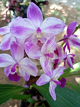 Phalaenopsis equestris flower