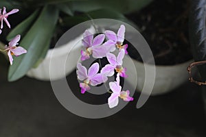 Phalaenopsis equestris is a flowering plant of the orchid