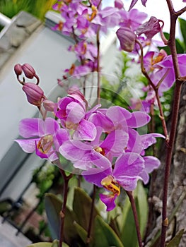 Phalaenopsis equestris Orchid flower
