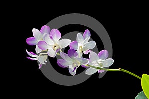 [Phalaenopsis equestris] Orchids are blooming, with beautbeautiful purple and white inflorescences, with leaves in the lower right