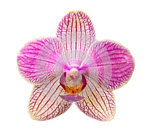 Phalaenopsis flower