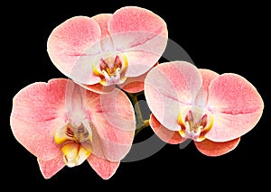 Phalaenopsis flower, black isolated background with clipping path. Closeup. no shadows. For design. Nature