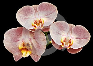 Phalaenopsis flower, black isolated background with clipping path. Closeup. no shadows. For design.