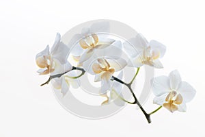 Phalaenopsis Flower Cluster - High Key