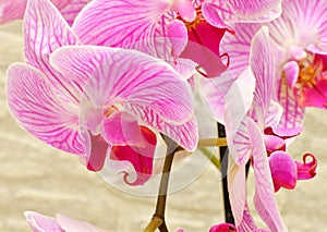 Phalaenopsis flower Latin. Phalaenopsis or Orchid Latin. Orchidaceae of white-purple color