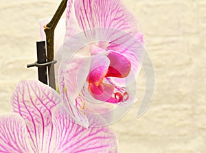 Phalaenopsis flower Latin. Phalaenopsis or Orchid Latin. Orchidaceae of white-purple color