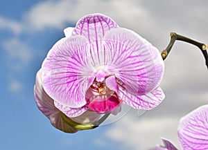 Phalaenopsis flower Latin. Phalaenopsis or Orchid Latin. Orchidaceae of white-purple color