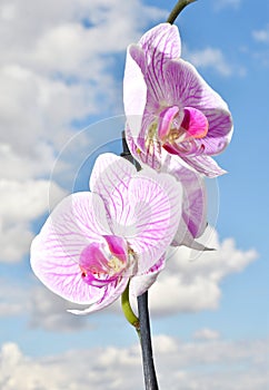 Phalaenopsis flower Latin. Phalaenopsis or Orchid Latin. Orchidaceae of white-purple color