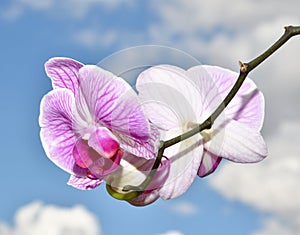 Phalaenopsis flower Latin. Phalaenopsis or Orchid Latin. Orchidaceae of white-purple color