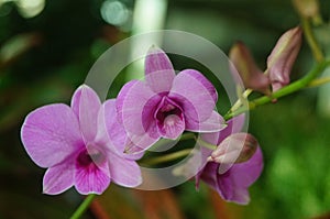 Phalaenopsis flowers open, dazzlingly beautiful