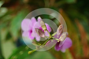 Phalaenopsis flowers open, dazzlingly beautiful