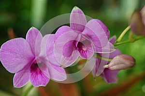 Phalaenopsis flowers open, dazzlingly beautiful