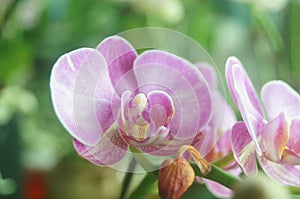 Phalaenopsis flowers open, dazzlingly beautiful