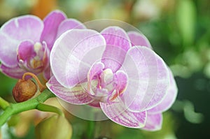 Phalaenopsis flowers open, dazzlingly beautiful