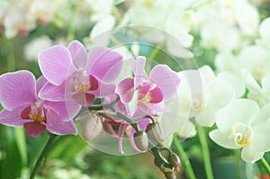 Phalaenopsis flowers open, dazzlingly beautiful