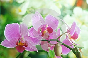 Phalaenopsis flowers open, dazzlingly beautiful