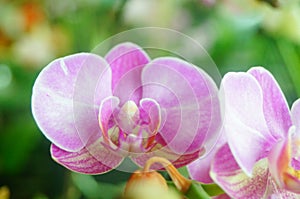 Phalaenopsis flowers open, dazzlingly beautiful