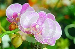 Phalaenopsis flowers open, dazzlingly beautiful