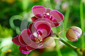 Phalaenopsis flowers open, dazzlingly beautiful