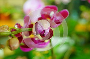 Phalaenopsis flowers open, dazzlingly beautiful