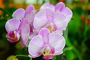 Phalaenopsis flowers open, dazzlingly beautiful