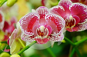 Phalaenopsis flowers open, dazzlingly beautiful