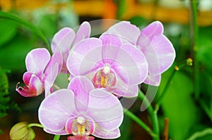 Phalaenopsis flowers open, dazzlingly beautiful