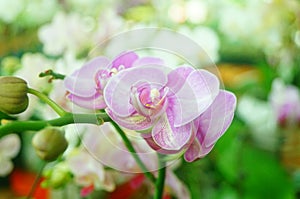 Phalaenopsis flowers open, dazzlingly beautiful