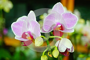 Phalaenopsis flowers open, dazzlingly beautiful