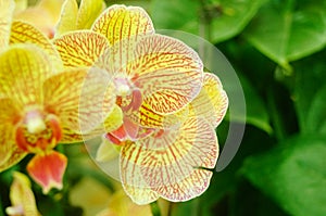 Phalaenopsis flowers open, dazzlingly beautiful