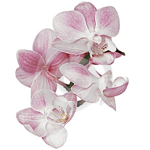 Phalaenopsis flowers on a white isolated background with clipping path. Closeup. For design.