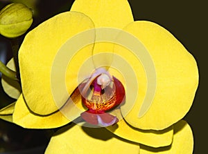 Phalaenopsis fullers sunset flower