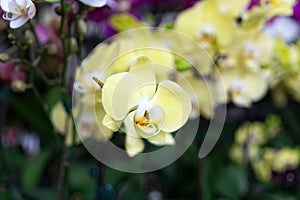 Phalaenopsis Hybrid Amabilis yellow orchid flower