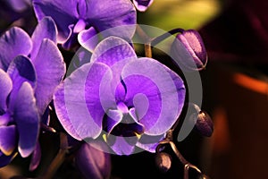 Phalaenopsis hybrid bluish purple