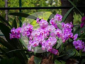 Phalaenopsis Hybrid