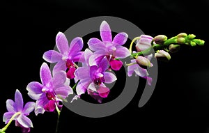 Phalaenopsis hybrid