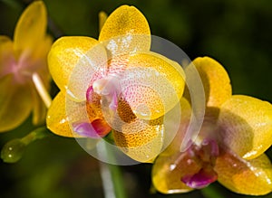 Phalaenopsis Hybrid Orchids