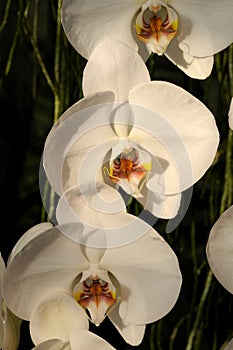 Phalaenopsis Hybride