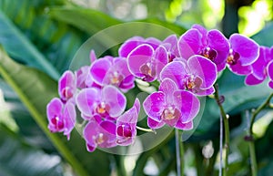 Phalaenopsis Inflorescence