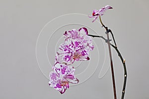 Phalaenopsis Magic Art or Diamond sky with butterfly type petal shape from private collection home grown amazing shape and color