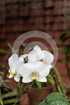 Phalaenopsis or Moth dendrobium Orchid flower. White Orchids Isolated on blur background. butterfly orchids. Closeup of